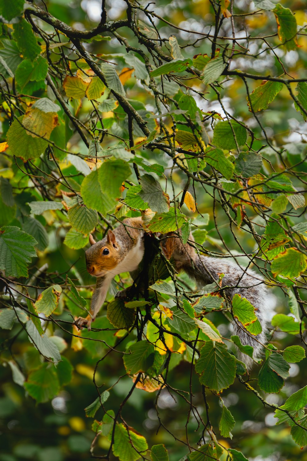 Un écureuil est assis dans un arbre avec des feuilles