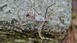 A detailed close-up of an insect with long legs and a segmented body, featuring intricate patterns on a textured, grayish surface.