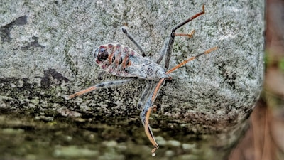 A detailed close-up of an insect with long legs and a segmented body, featuring intricate patterns on a textured, grayish surface.