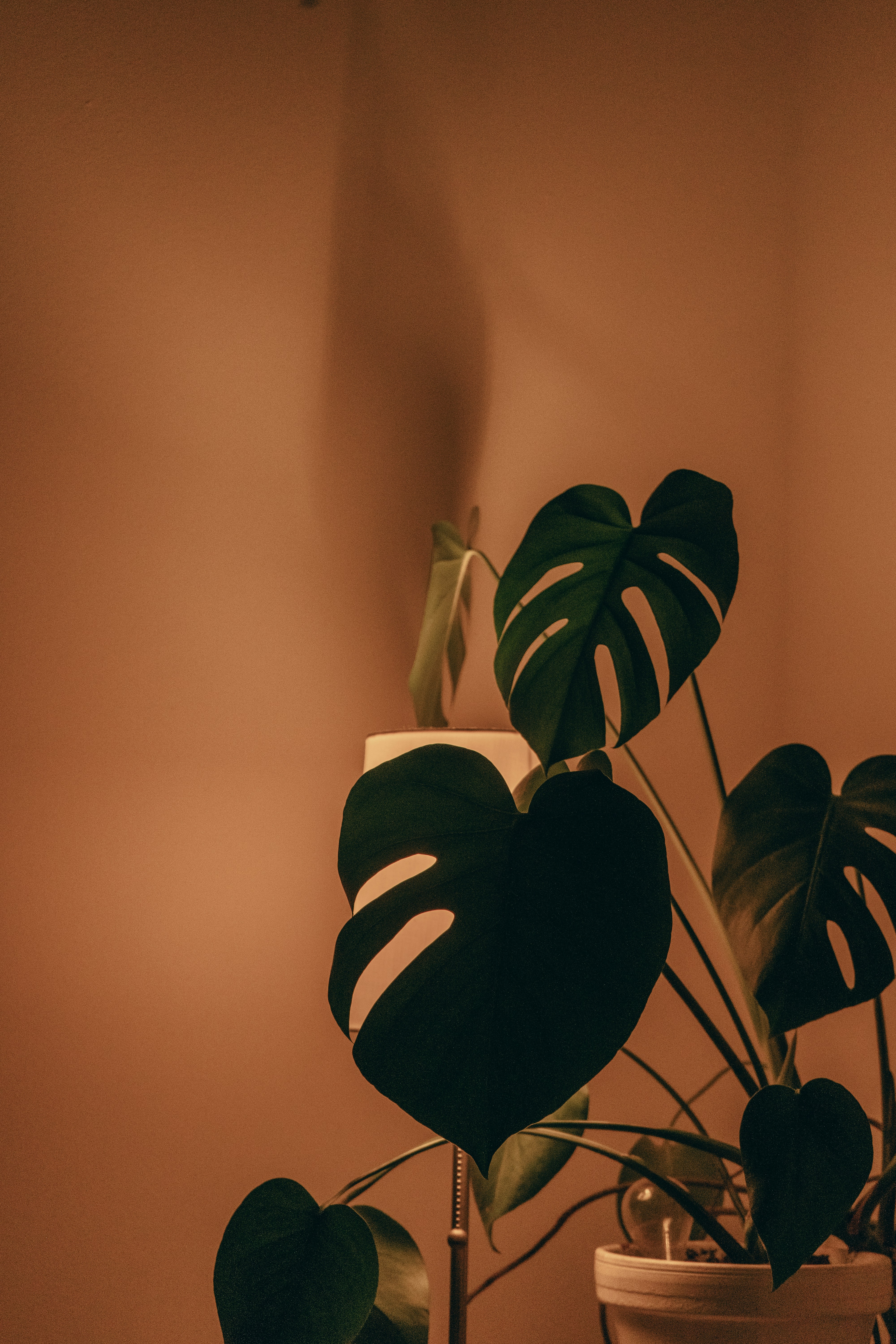 Photo by karthickgislen