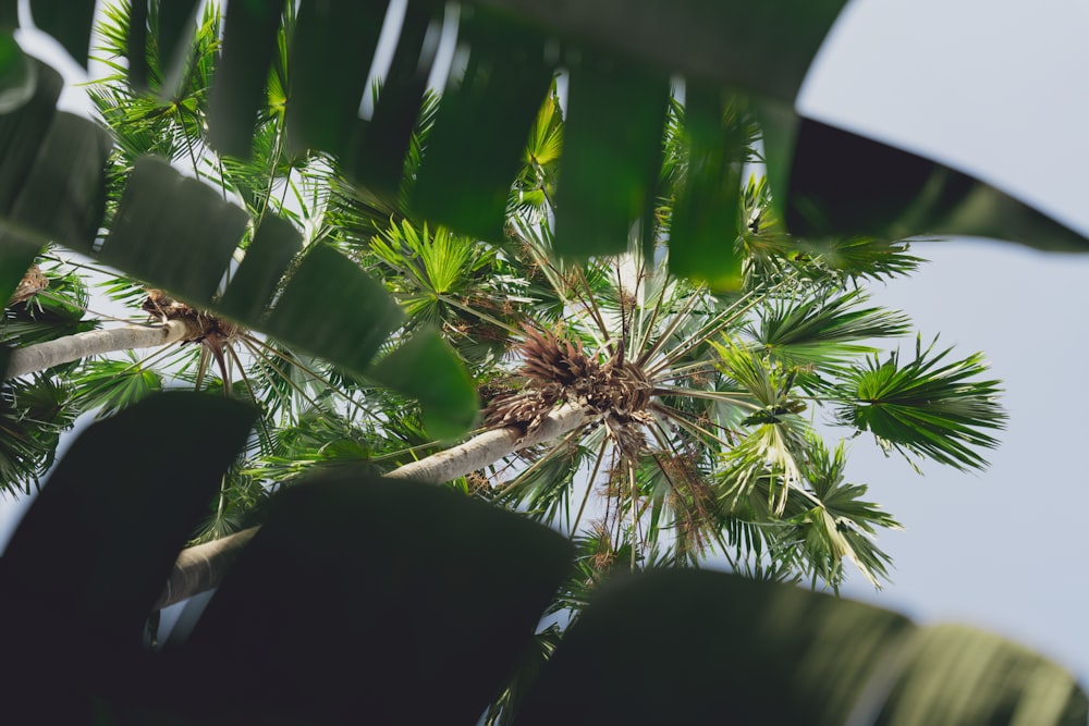 uma vista de uma palmeira de baixo
