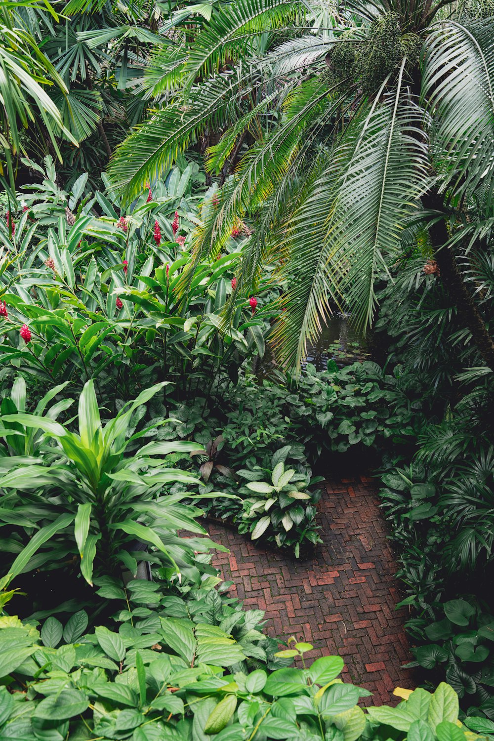 a brick path surrounded by tropical plants and trees
