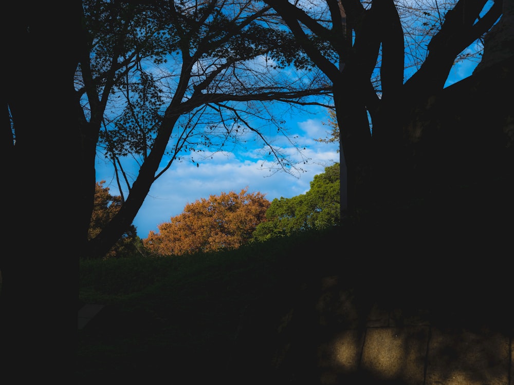 uma vista de uma árvore com um céu azul no fundo