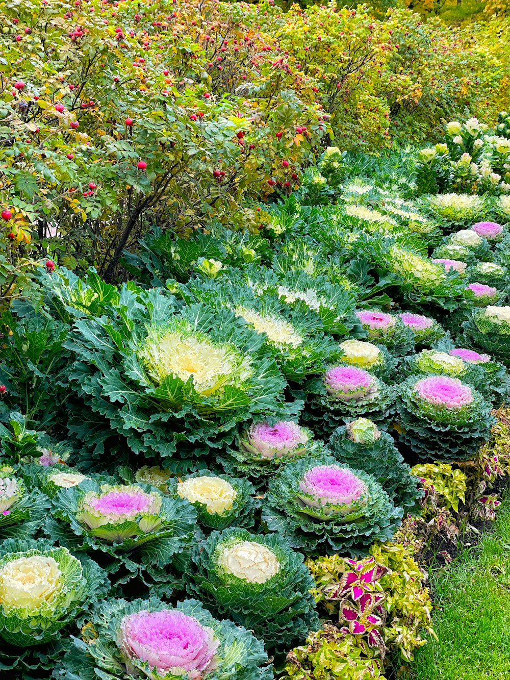 Un jardín lleno de muchas flores verdes y rosas