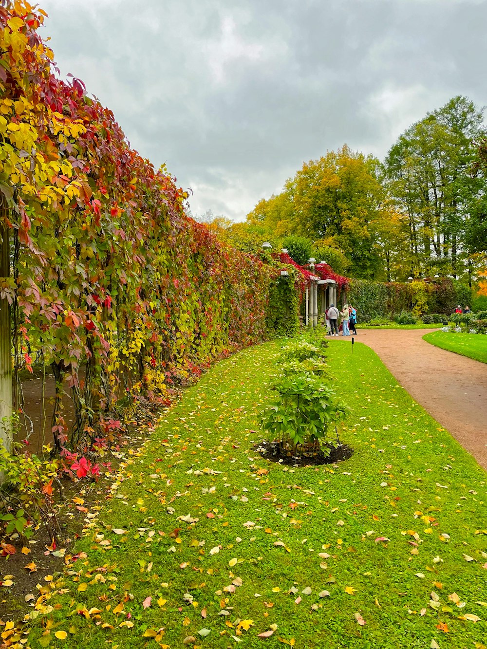 a path in a park lined with lush green grass