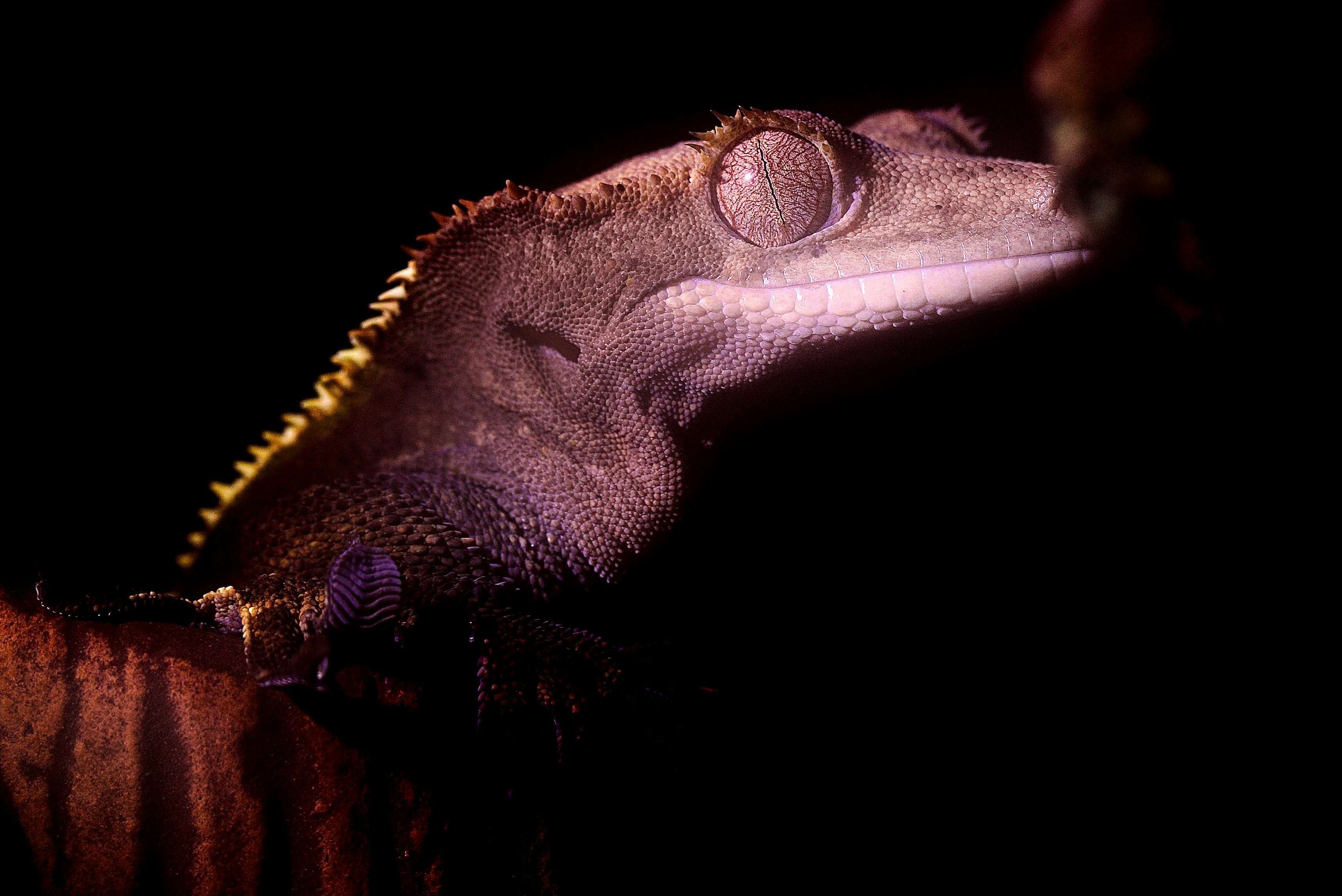 Platypus Evolves Iridescent Structures Then Wastes Them Completely