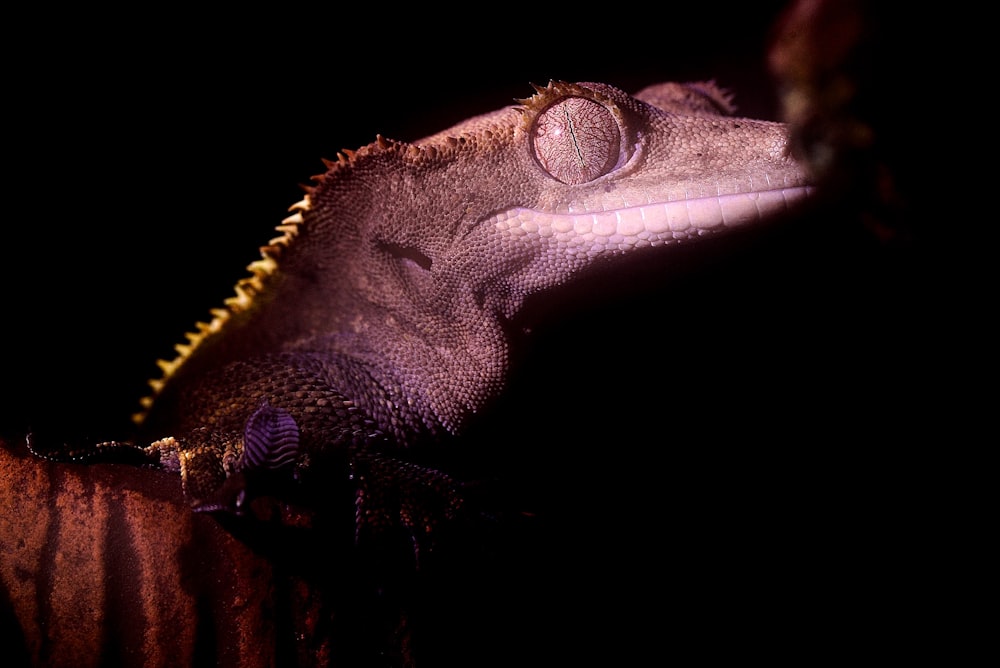 a close up of a lizard in the dark