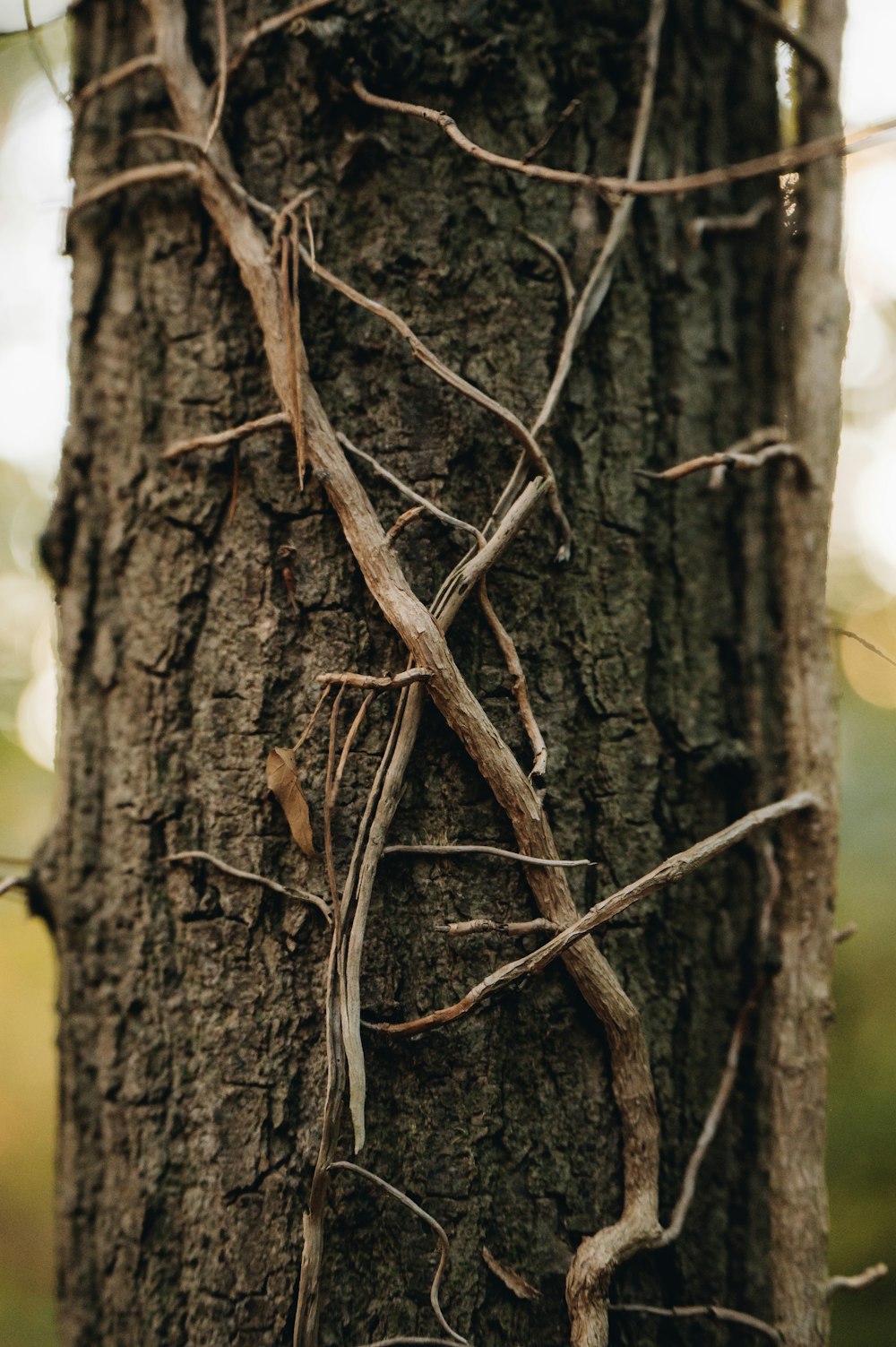 a close up of a tree with vines on it