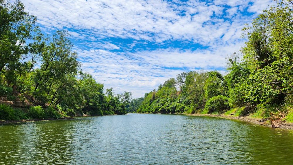 a body of water surrounded by lush green trees