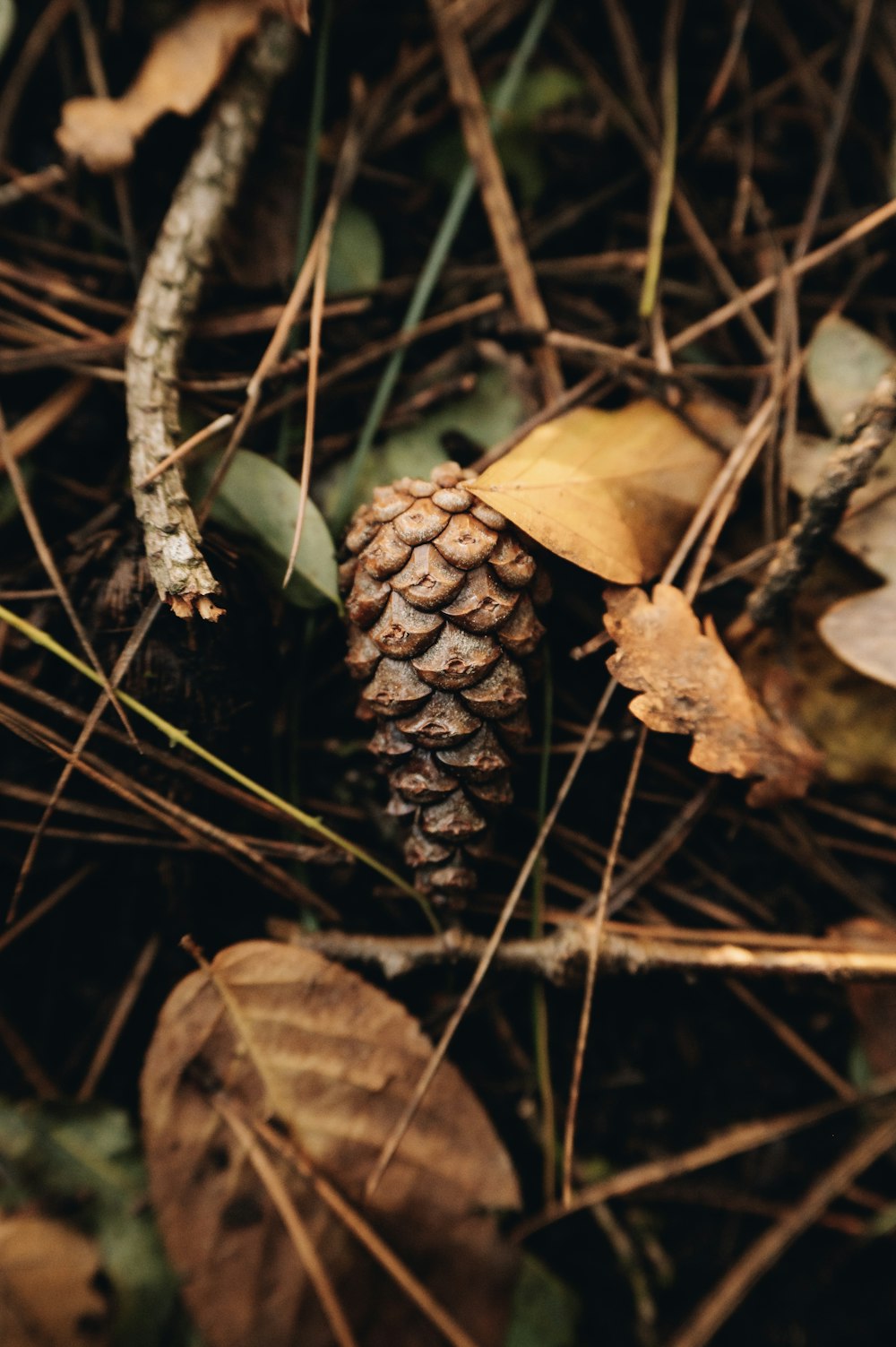 a close up of a pine cone on the ground