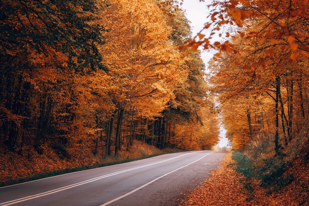 an empty road in the middle of a forest