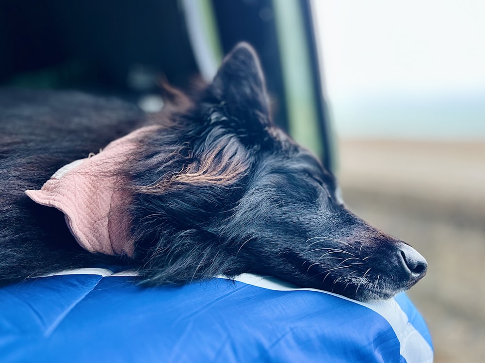 a black dog laying on top of a blue pillow