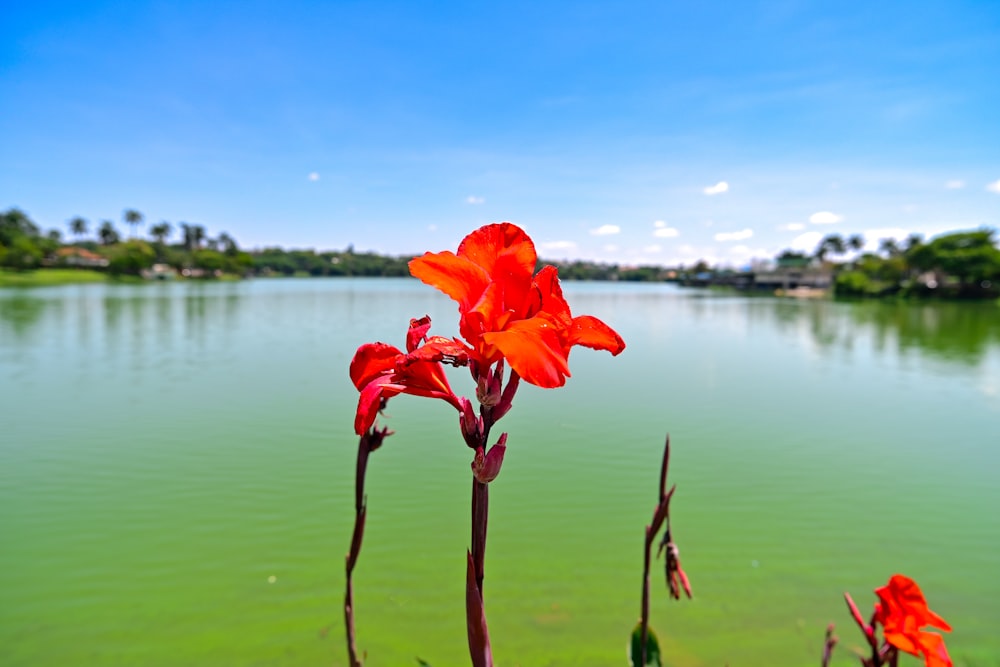 a red flower sitting on top of a lush green field