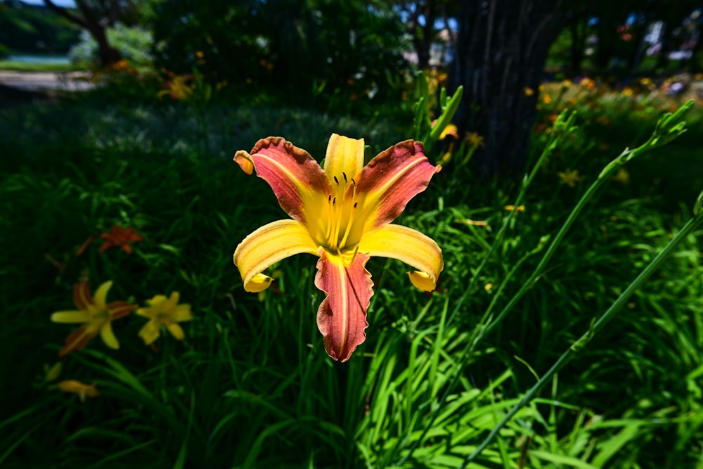 a yellow and red flower in a grassy area