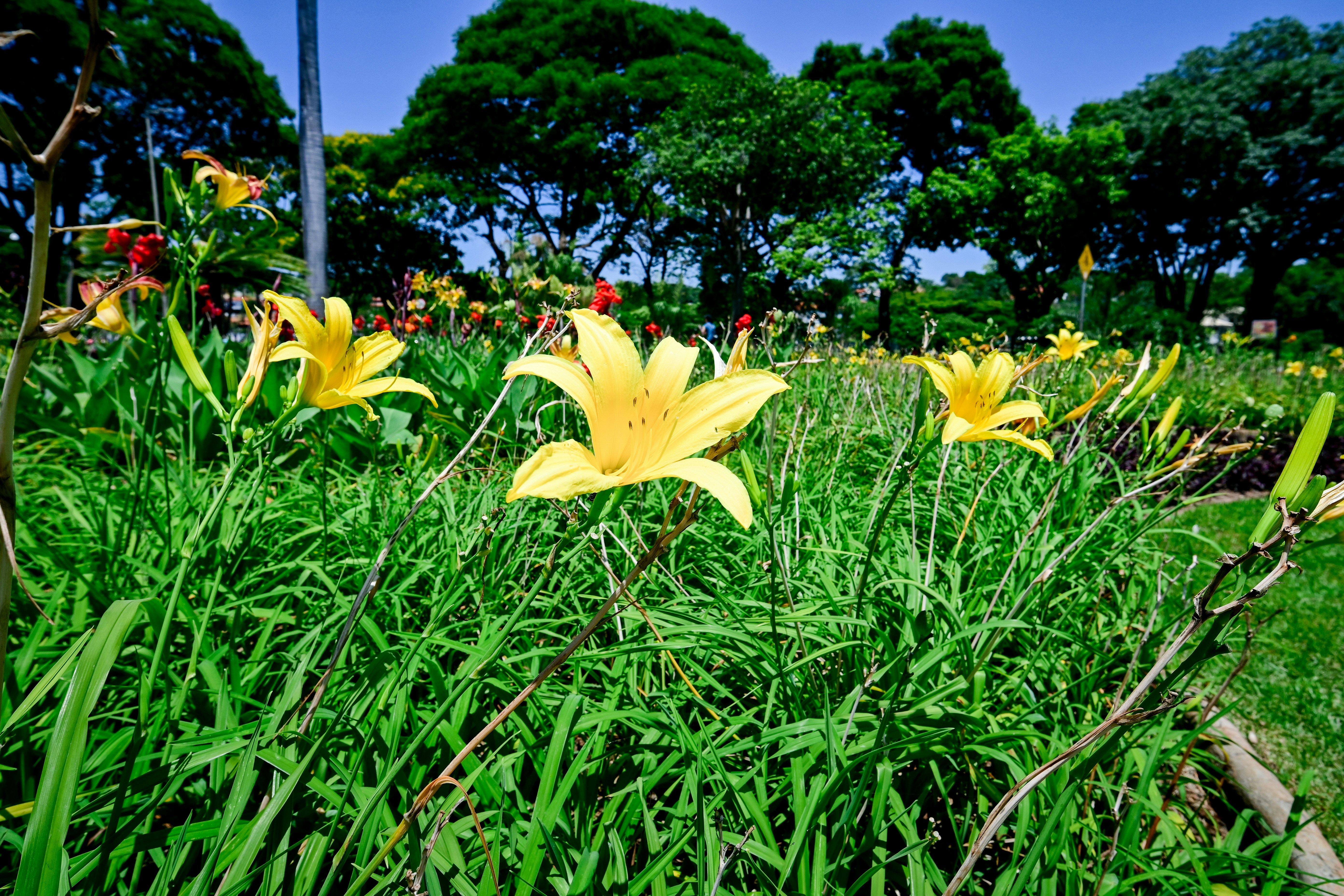 Floricultura Flora
