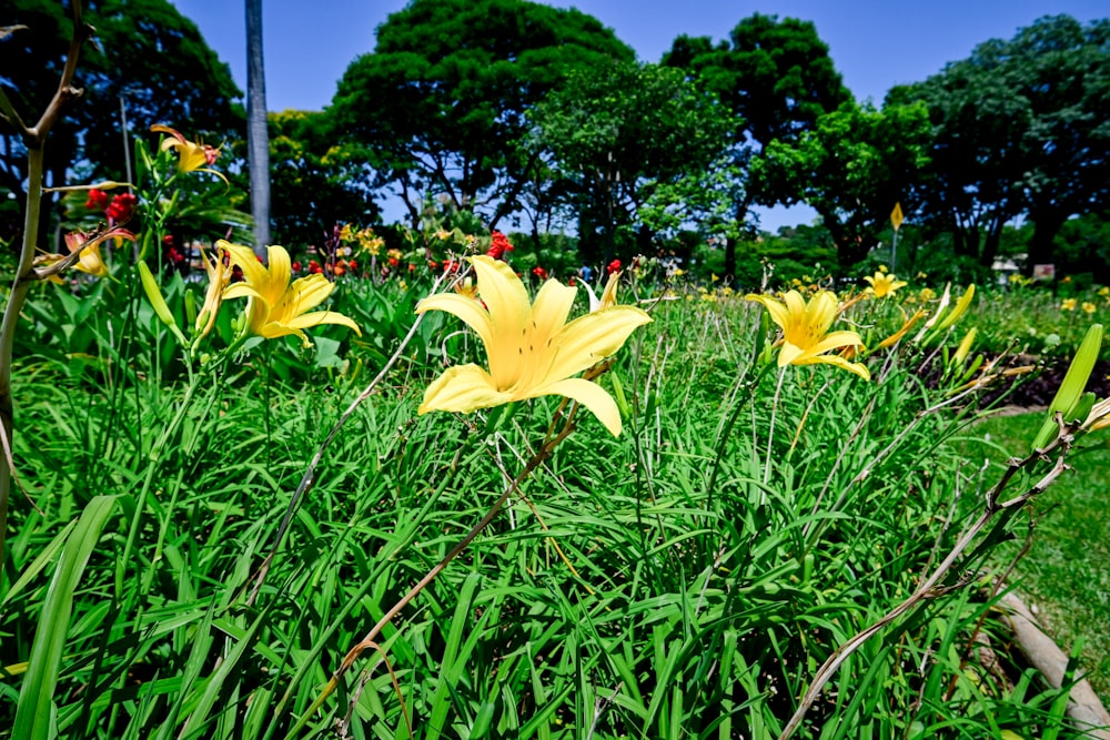 a bunch of flowers that are in the grass