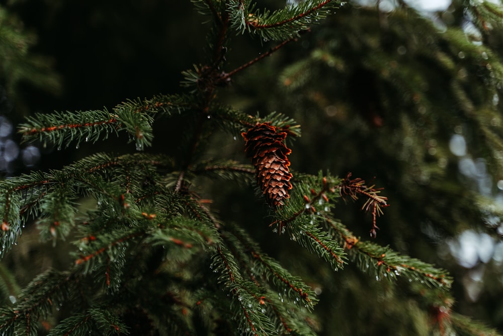 a pine cone hanging from a tree branch