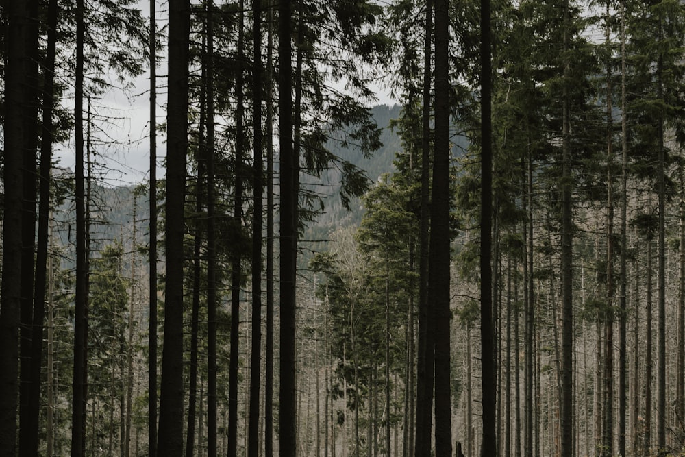una persona parada en medio de un bosque