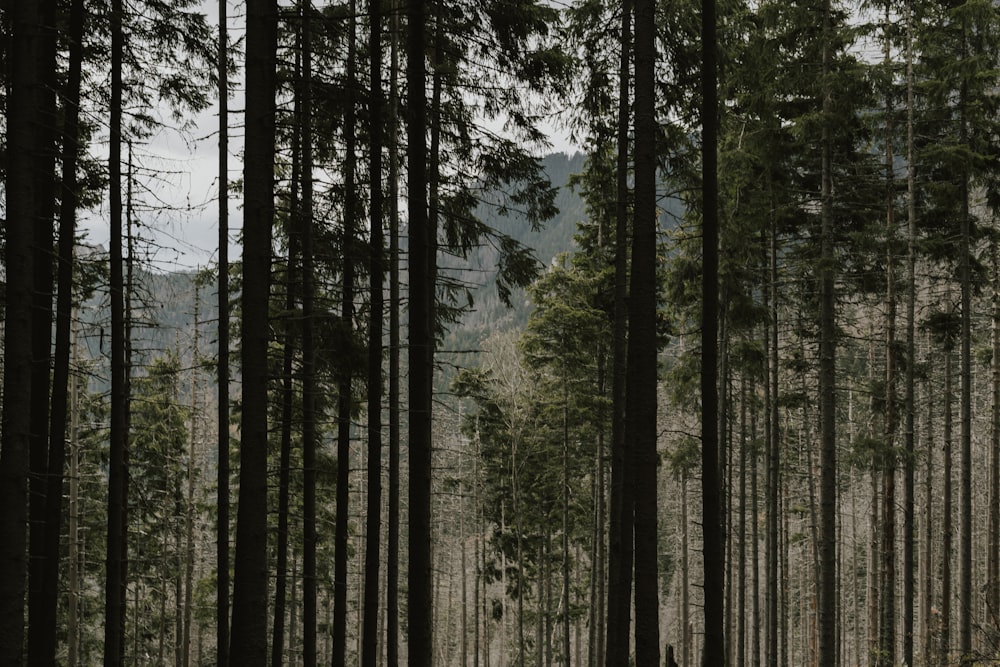 a person standing in the middle of a forest