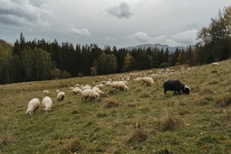 A pastoral scene with a flock of sheep grazing on a grassy hillside. The landscape is lush and green, with dense forest in the background and overcast skies overhead, creating a tranquil rural atmosphere.