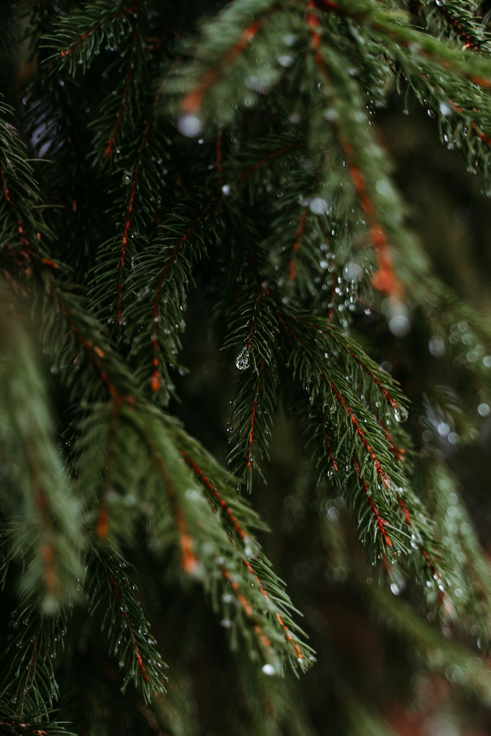 a close up of a pine tree with drops of water on it