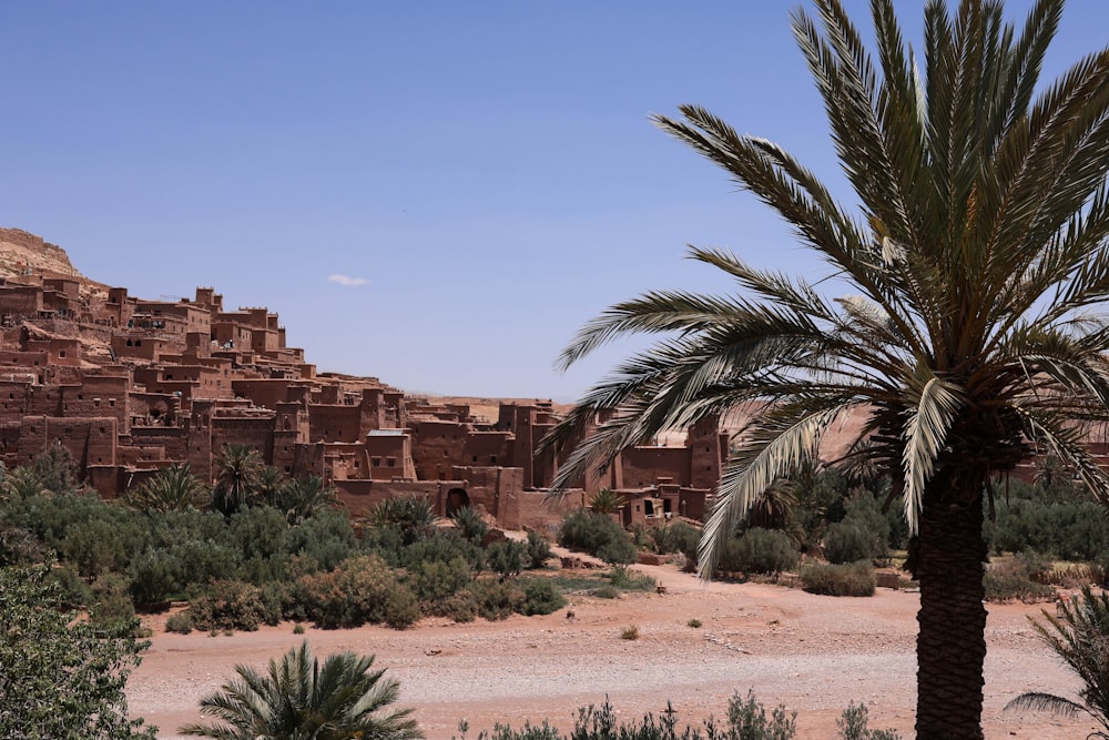 a palm tree in front of a building in the desert