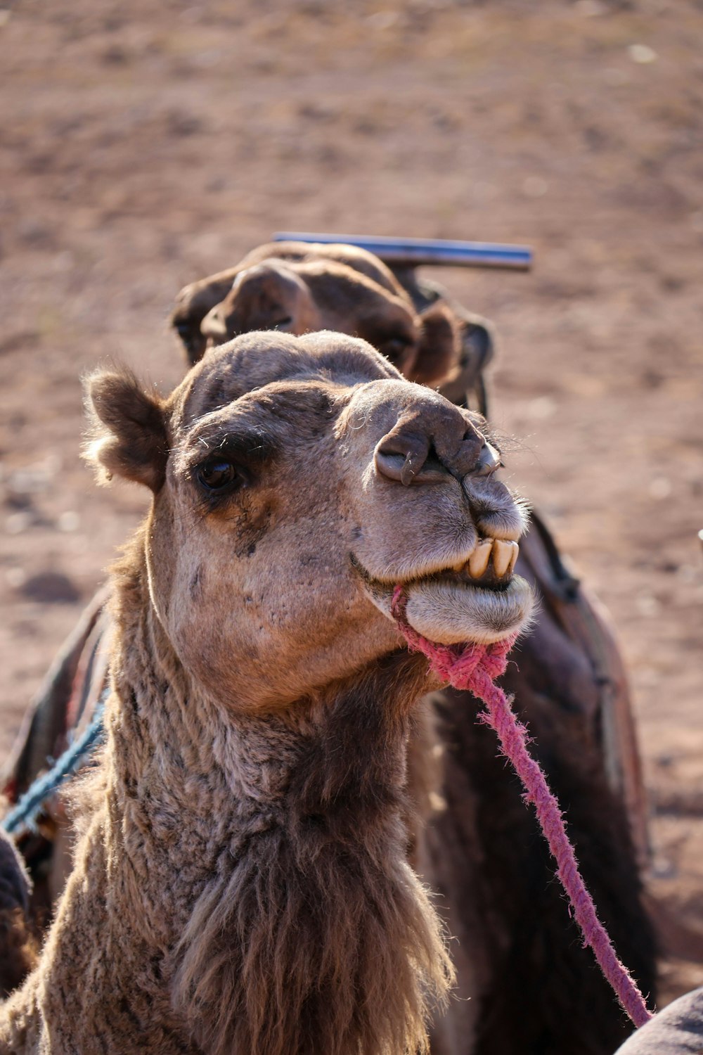a camel with a pink rope in its mouth