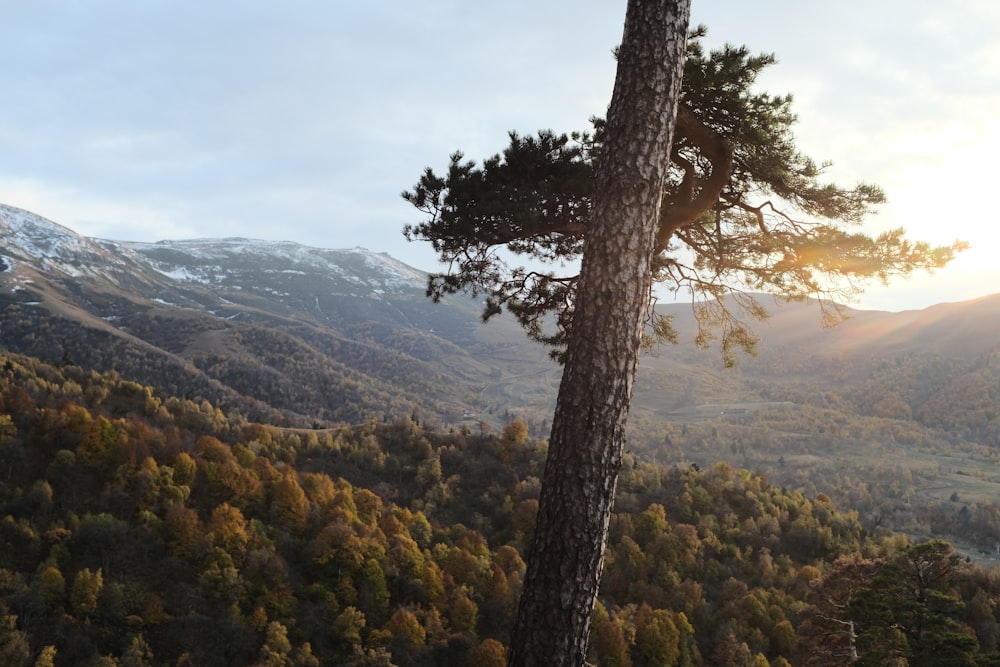 a view of a mountain range with a tree in the foreground