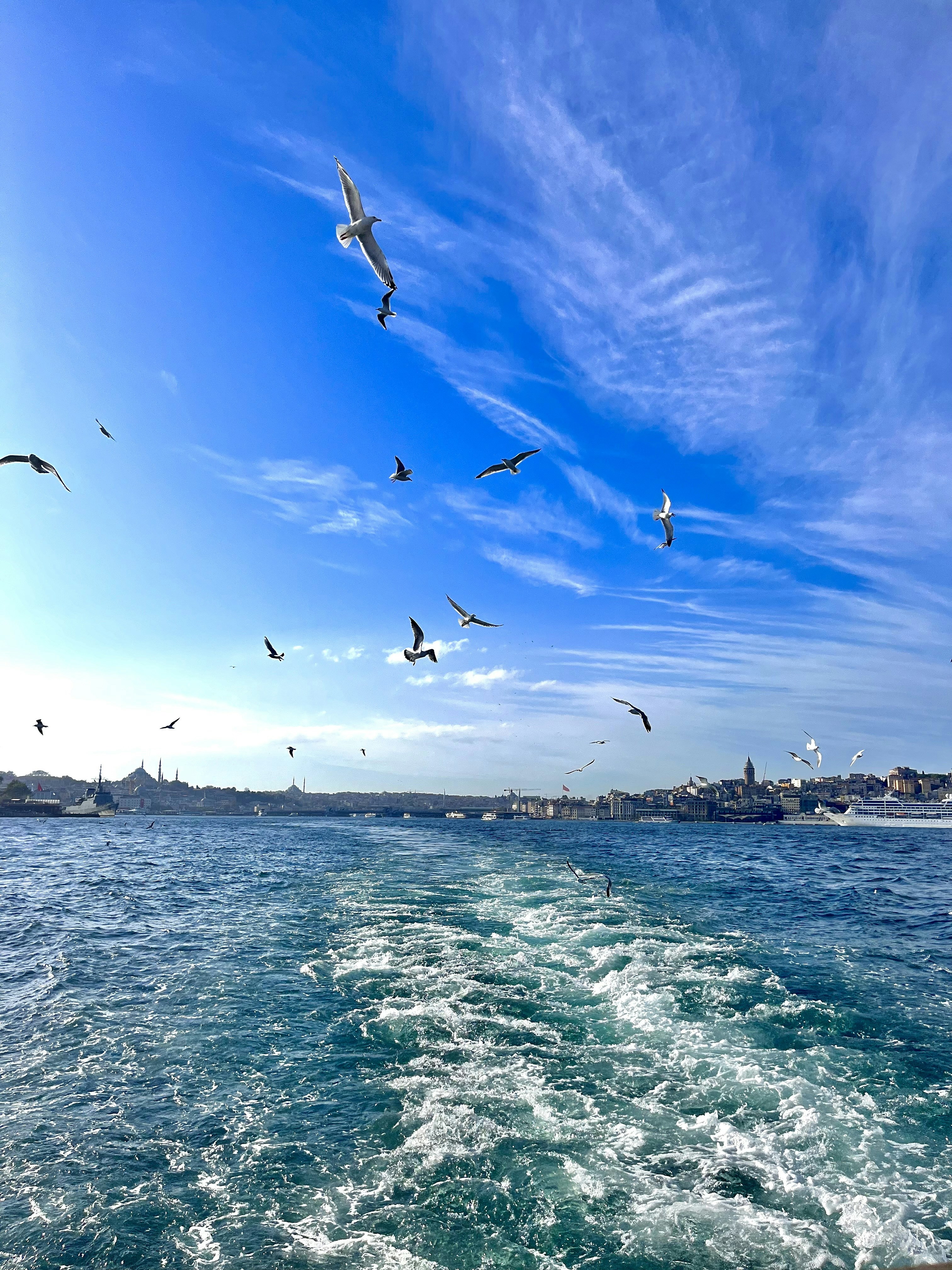 A flock of birds flying over a body of water photo – Free Blue Image on ...