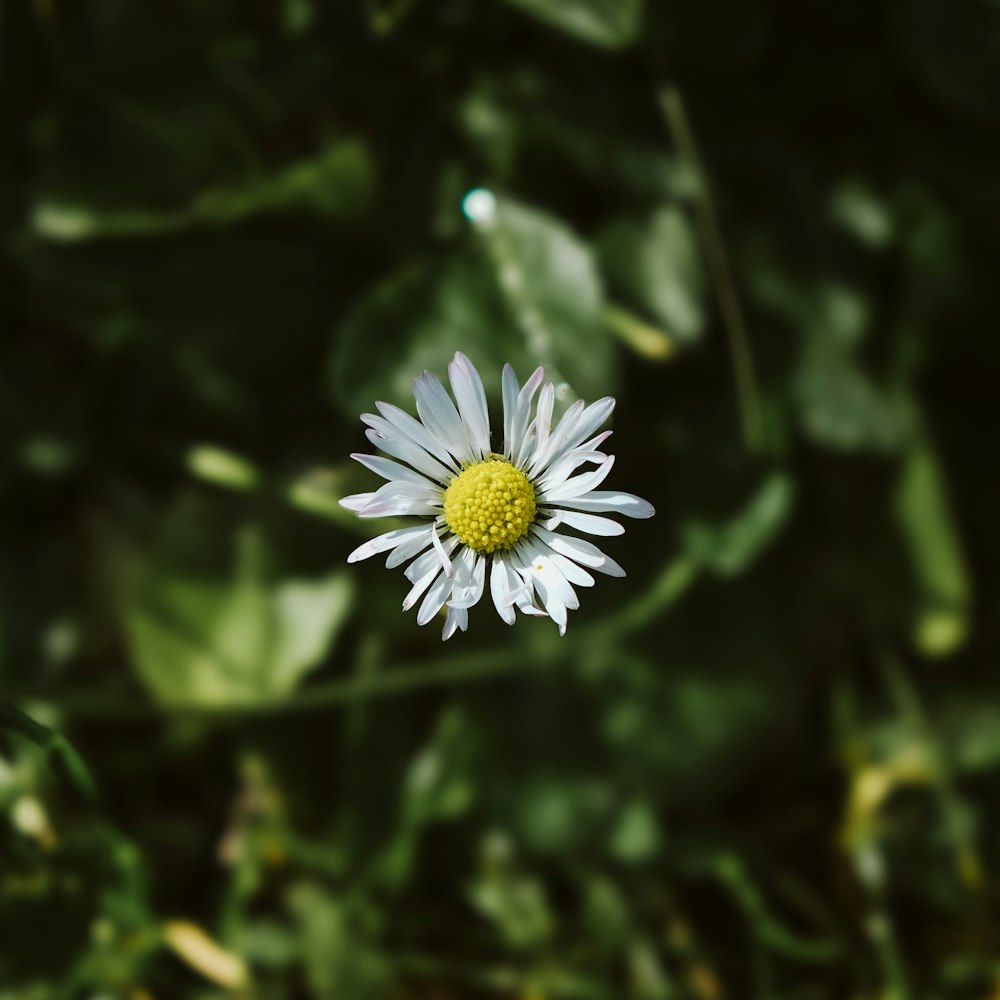 a white flower with a yellow center surrounded by green leaves