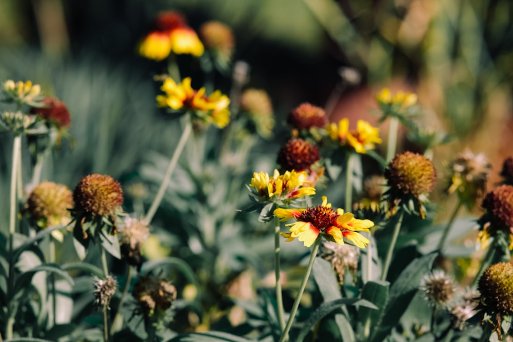 un bouquet de fleurs jaunes et rouges dans un champ