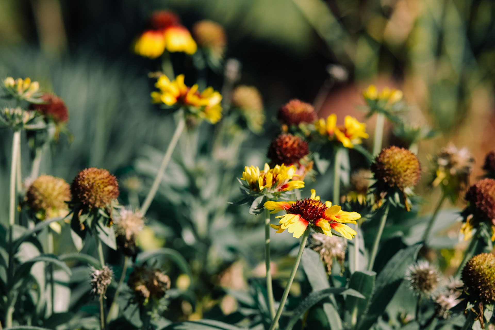 a bunch of yellow and red flowers in a field