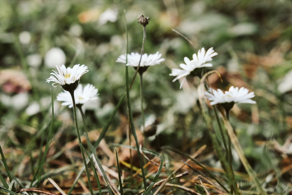 a bunch of white flowers that are in the grass