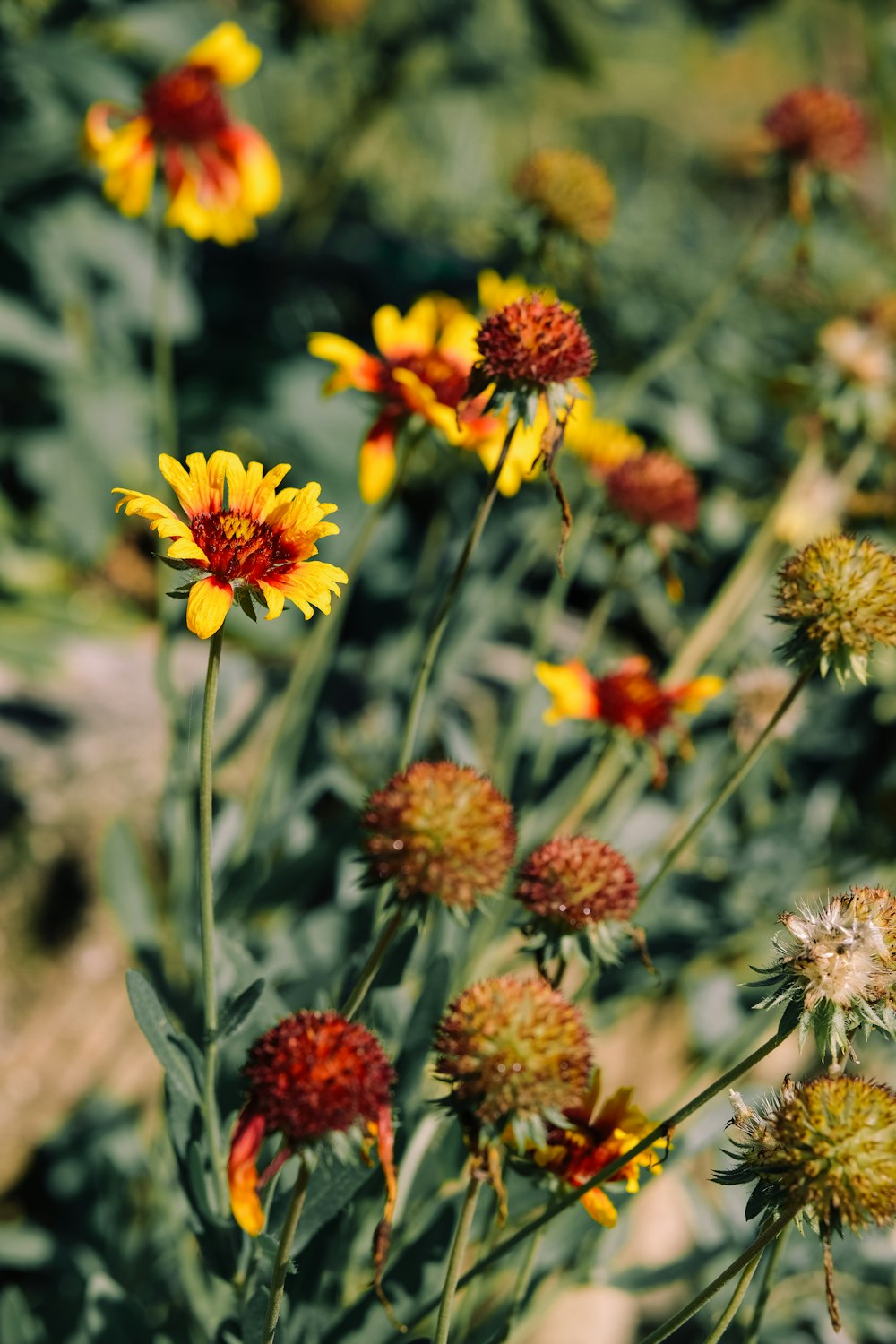 un bouquet de fleurs jaunes et rouges dans un champ