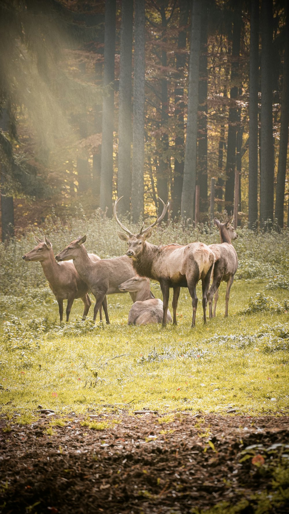 a herd of deer standing on top of a grass covered field