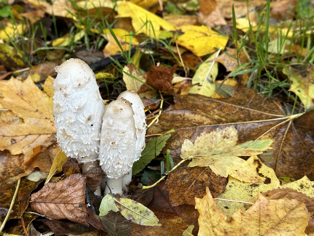 a couple of white mushrooms sitting on top of leaves