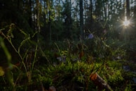 Sunlight filtering through tall trees onto a mossy forest floor in Uttarakhand.