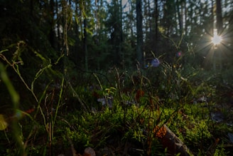 Sunlight filtering through tall trees onto a mossy forest floor in Uttarakhand.
