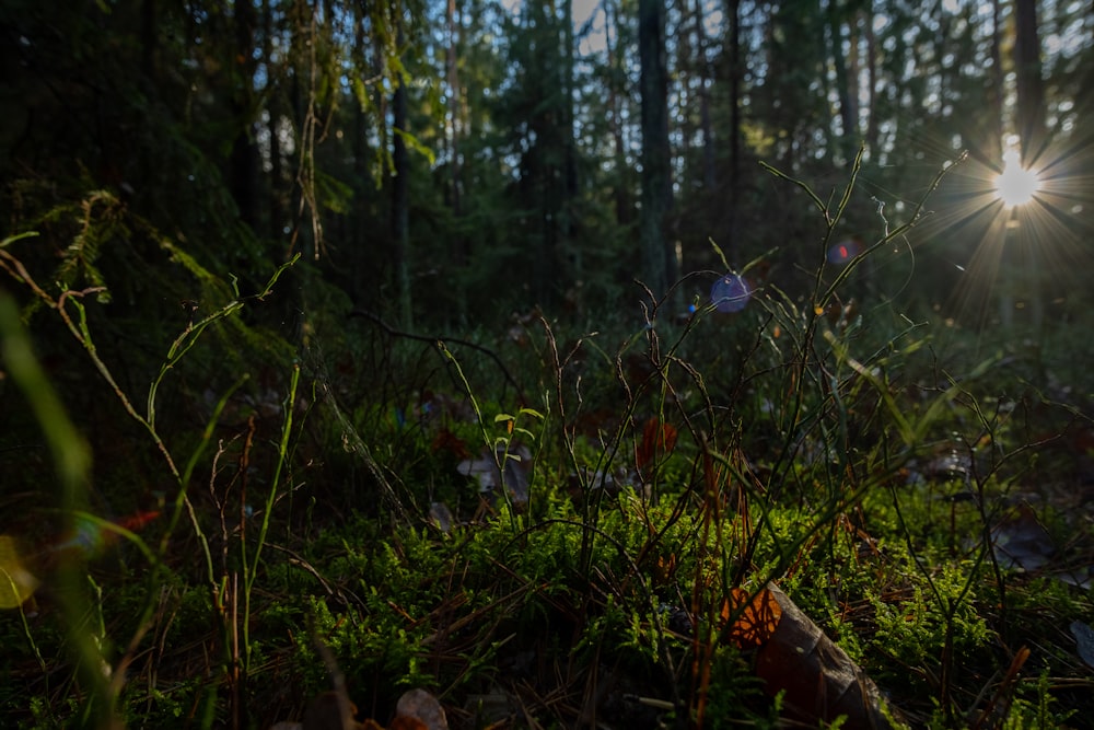 the sun is shining through the trees in the forest