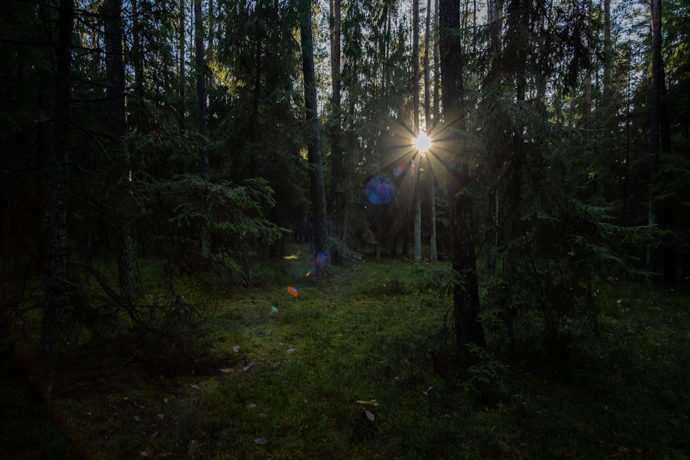 the sun is shining through the trees in the forest