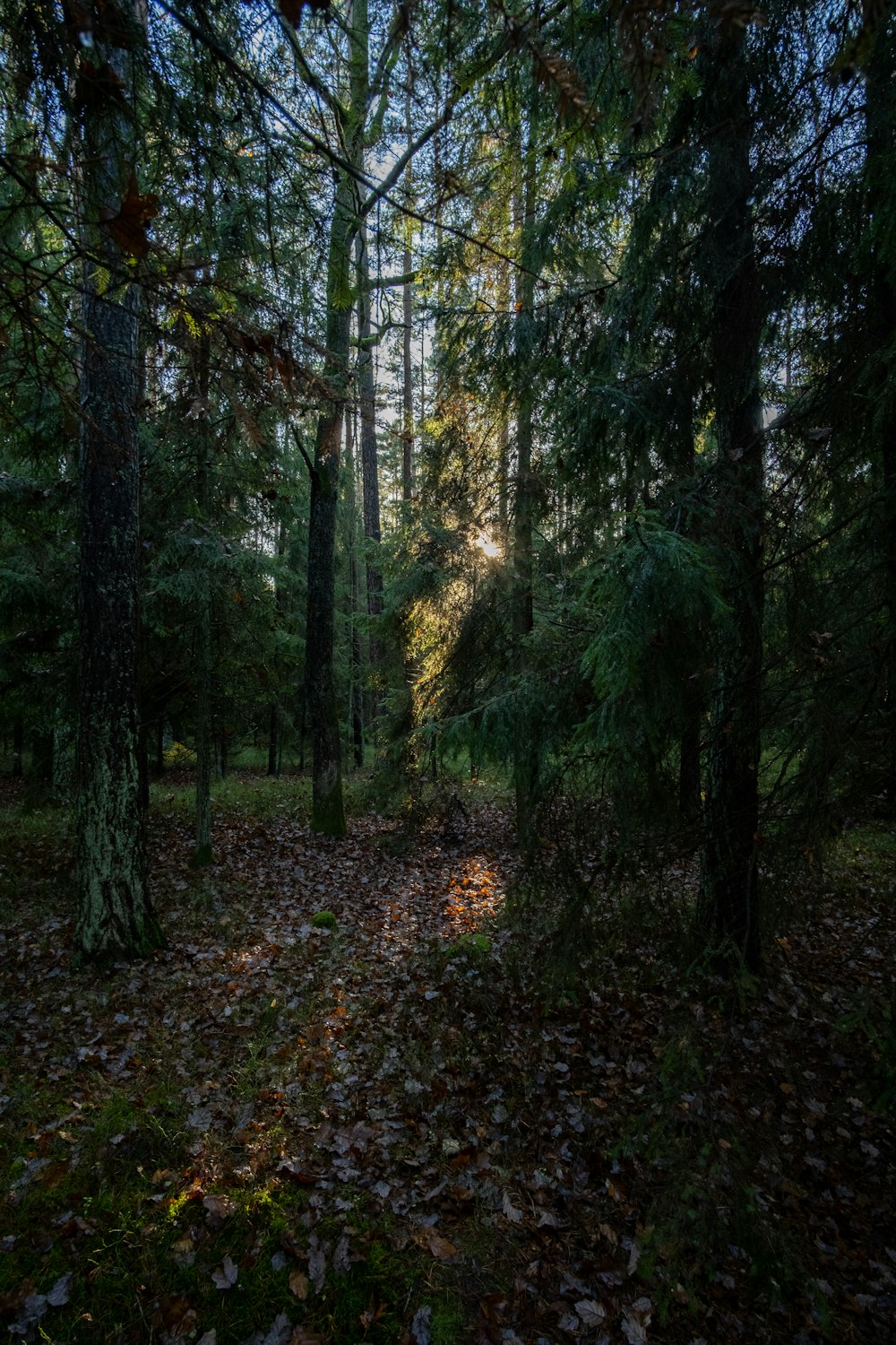 a path in the middle of a forest surrounded by trees