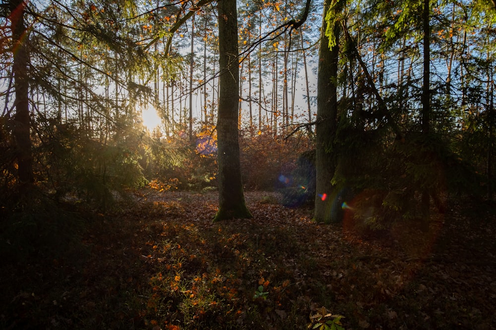 the sun is shining through the trees in the woods