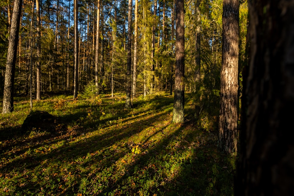 the sun is shining through the trees in the forest