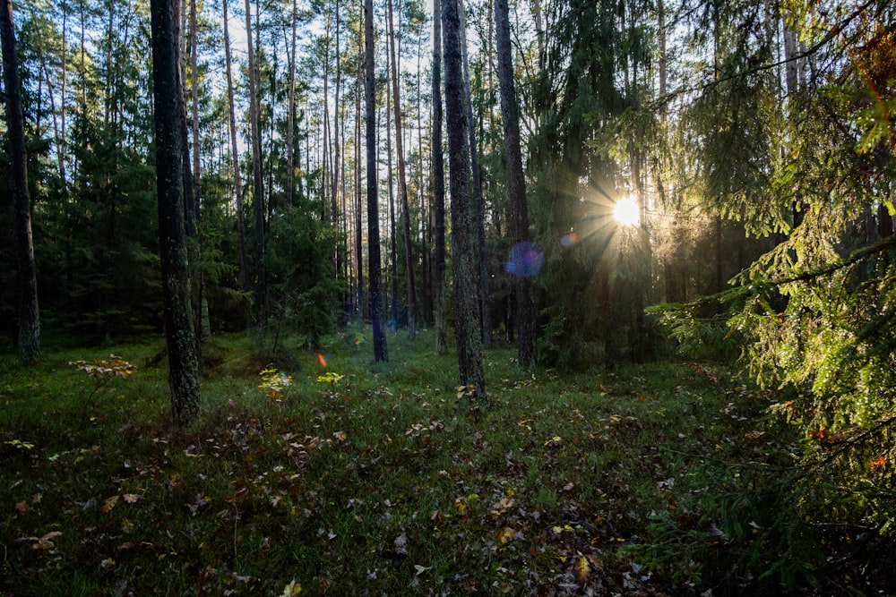 the sun is shining through the trees in the woods