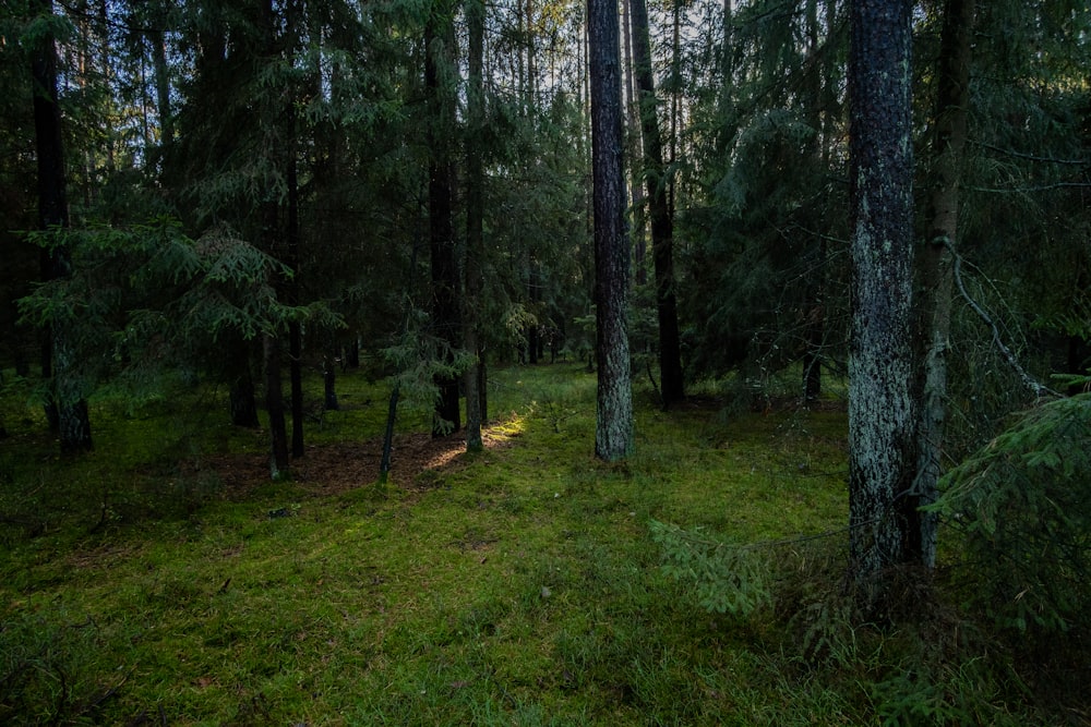 a forest filled with lots of trees and green grass