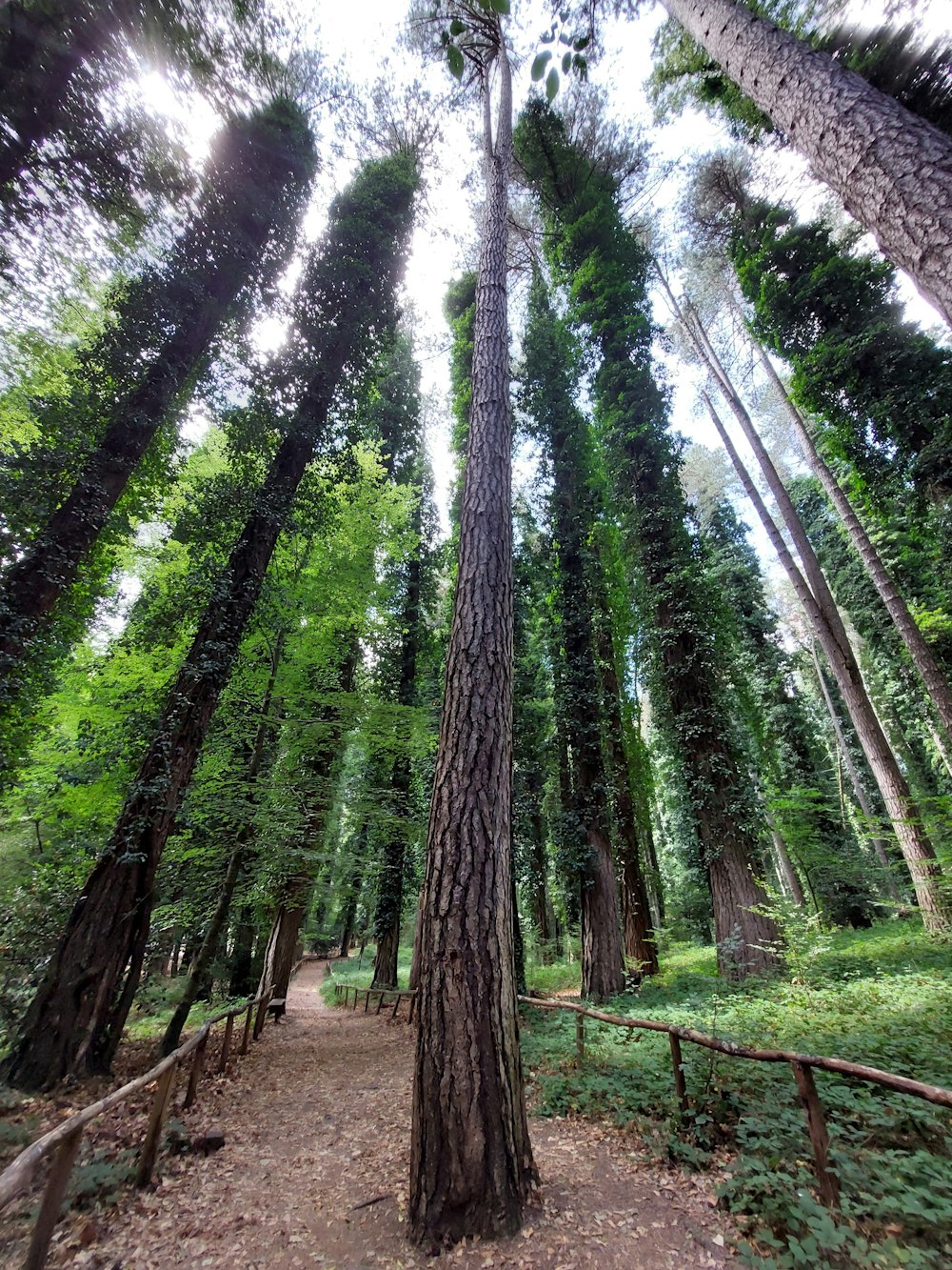 a path in the middle of a forest surrounded by tall trees