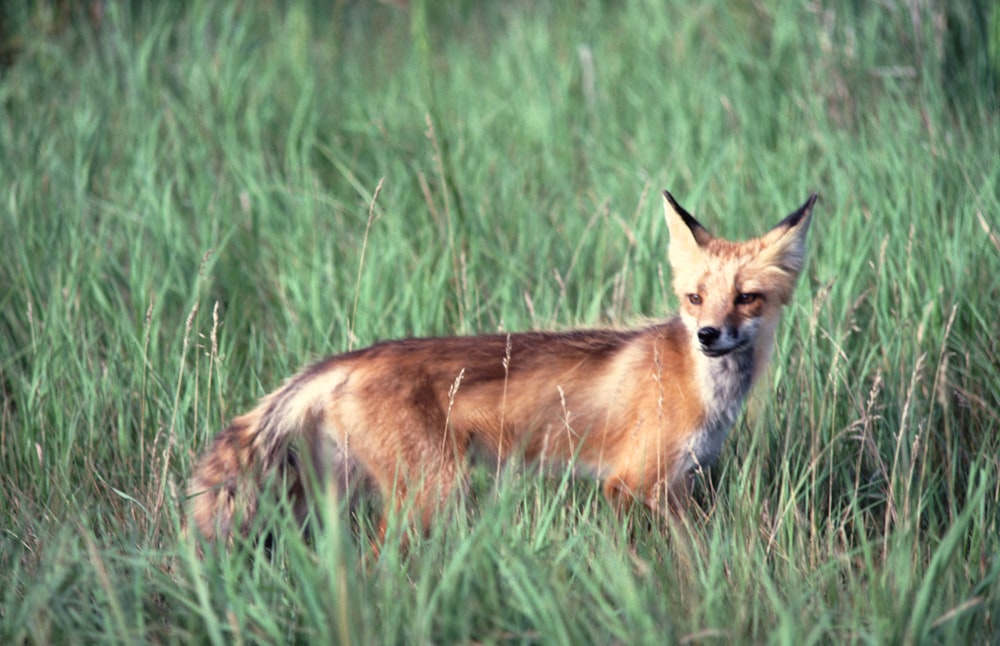 a fox is standing in the tall grass
