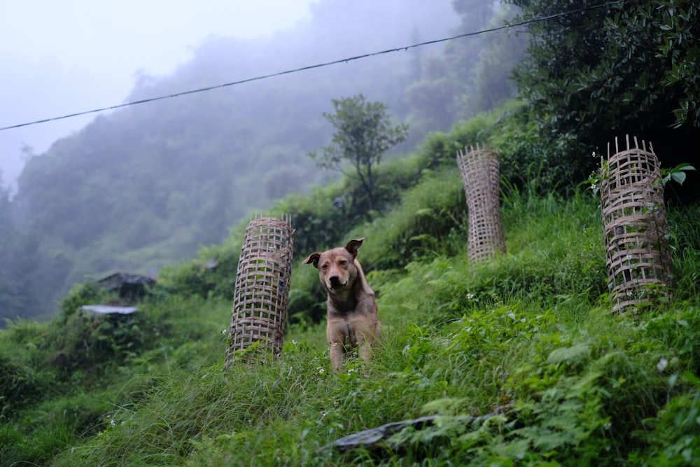 a brown dog standing on top of a lush green hillside