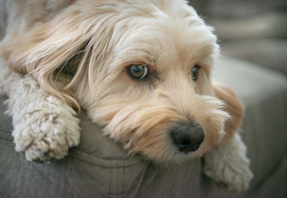 ein weißer Hund, der auf einer Couch liegt