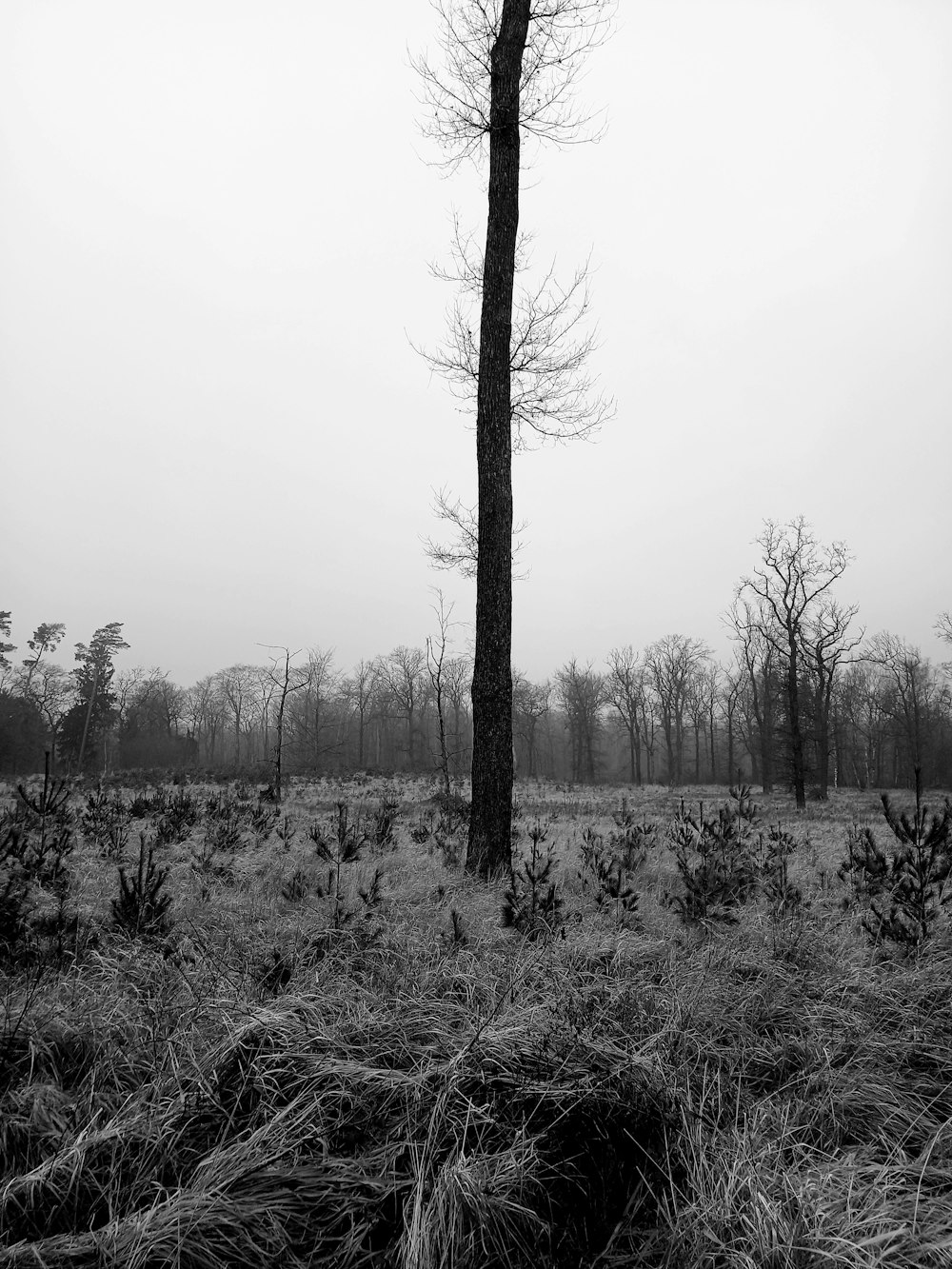 a black and white photo of a tree in a field